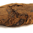 An Egyptian Mummified Kestrel Falcon, (with X-rays) ca 1069 -525BC